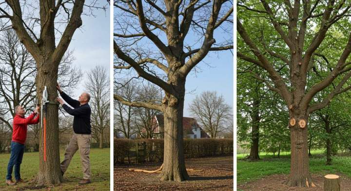 les diférences entre élagage, étêtage et abattage