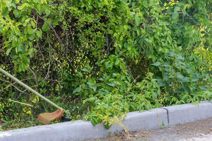 Un jardin rafraîchi et plus structuré